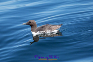 220808 wasservogel