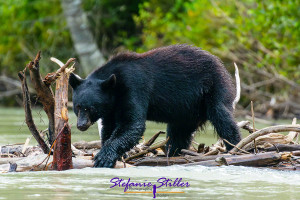 Schwarzbär mit Kadaver