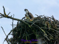 Osprey squab