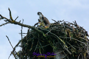 Osprey squab