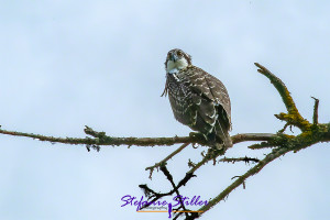 Osprey