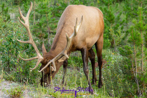 Wapiti