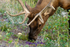 Wapiti