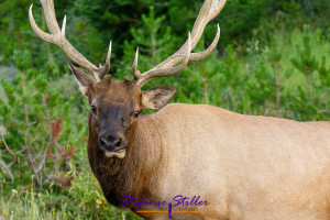 Wapiti