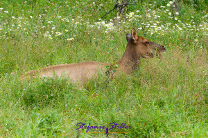 Wapiti doe