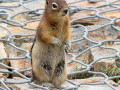 Chipmunk requesting snack