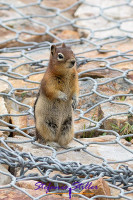 Chipmunk requesting snack