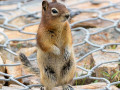 Streifenhörnchen in Hoffnung auf Snack