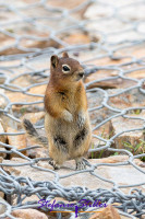 Streifenhörnchen in Hoffnung auf Snack