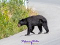 Junger Schwarzbär am Straßenrand