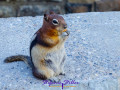 Ground Squirrel putzt sich