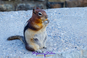 Ground Squirrel putzt sich