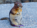 Ground Squirrel