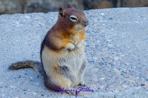 Ground Squirrel