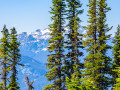 Tannen auf dem Whistler Mountain