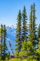 Tannen auf dem Whistler Mountain