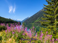 Duffey Lake with Fireweed