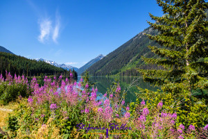 Duffey Lake with Fireweed