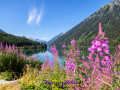 Fireweed at Duffey Lake