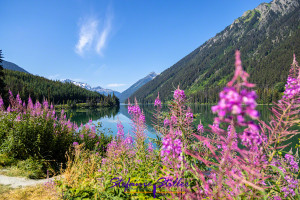 Fireweed at Duffey Lake