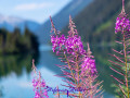 Schmalblättrige Weidenröschen vor dem Duffey Lake