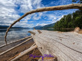 Log at Clearwater Lake