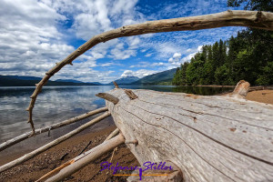 Log at Clearwater Lake