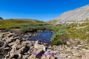 Wilcox Pass