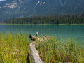 Baumstamm am Emerald Lake