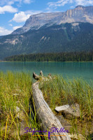 Baumstamm am Emerald Lake