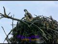 220815 osprey