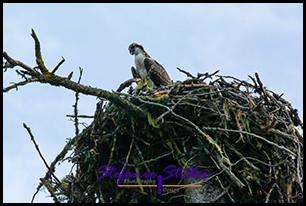 220815 osprey