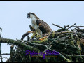 220815 osprey