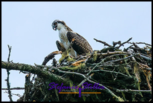 220815 osprey