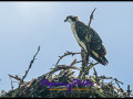 220815 osprey