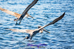 Synchron fliegende Pelikane