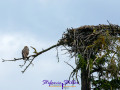 Fischadler mit Nest